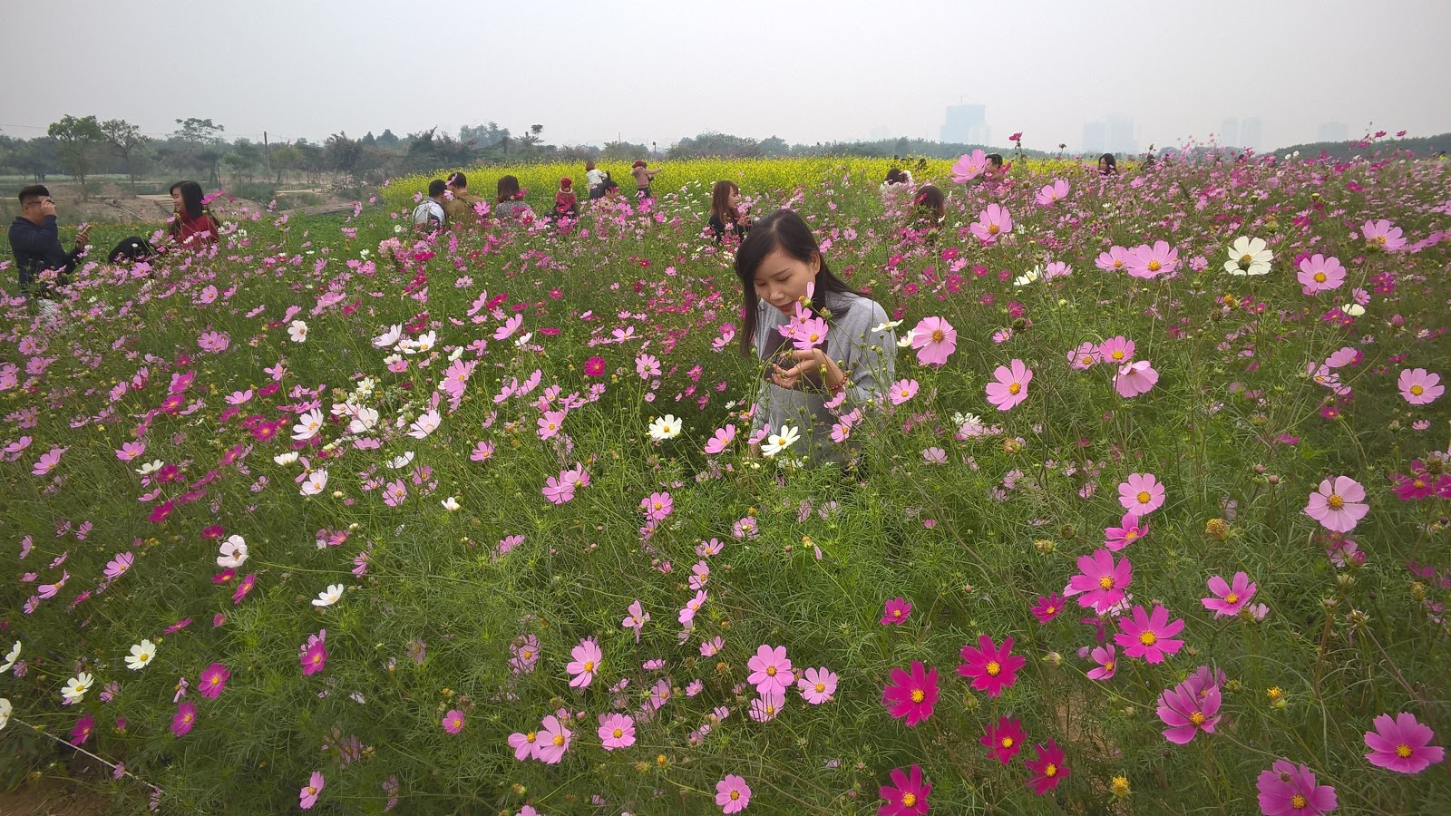 B&atilde;i hoa ven s&ocirc;ng Hồng trở th&agrave;nh điểm check-in quen thuộc của người d&acirc;n v&agrave; du kh&aacute;ch khi đến H&agrave; Nội.