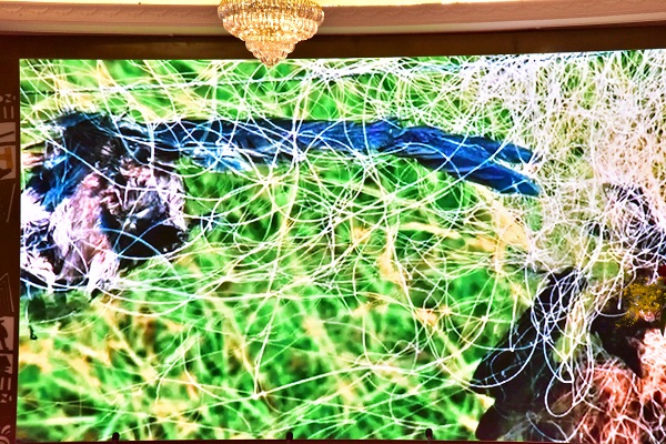 Đại biểu xem Video Clip về nạn săn bắt chim Yến