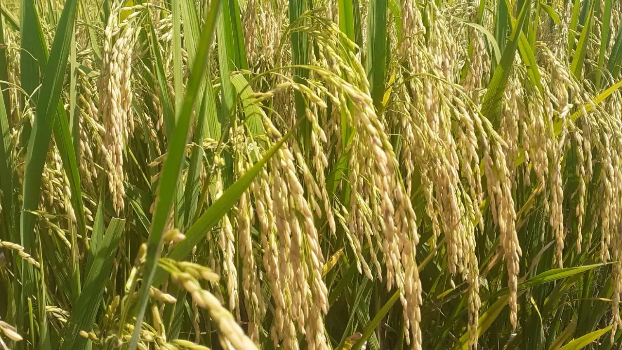 Giá lúa gạo hôm nay 7/11: Giá lúa đồng loạt giảm. (Ảnh minh họa) Giá lúa gạo hôm nay 7/11: Giá lúa đồng loạt giảm. (Ảnh minh họa)