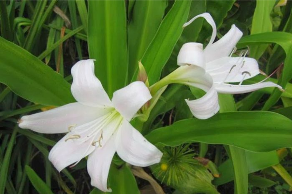 Sản phẩm thảo dược chứa trinh nữ hoàng cung giúp hỗ trợ cải thiện u xơ tử cung