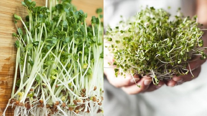 Ăn mầm cải xanh có tác dụng gì cho cơ thể?