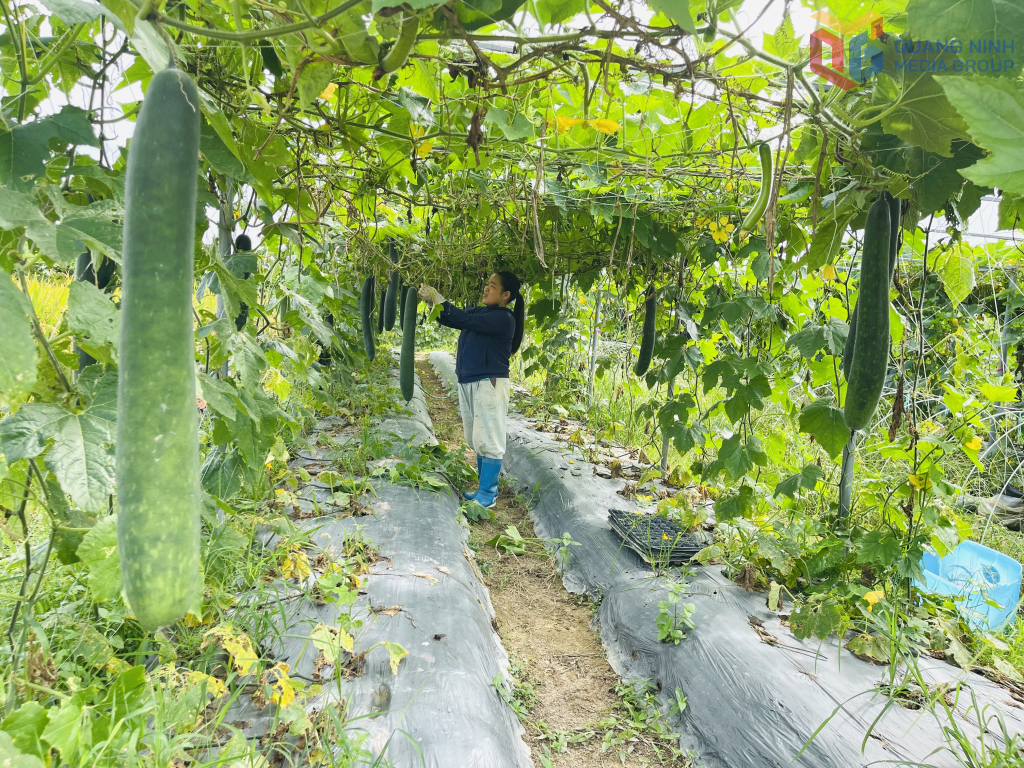 Quảng Ninh: Hiệu quả từ thực hiện Nghị quyết 06-NQ/TU ở xã Đông Ngũ