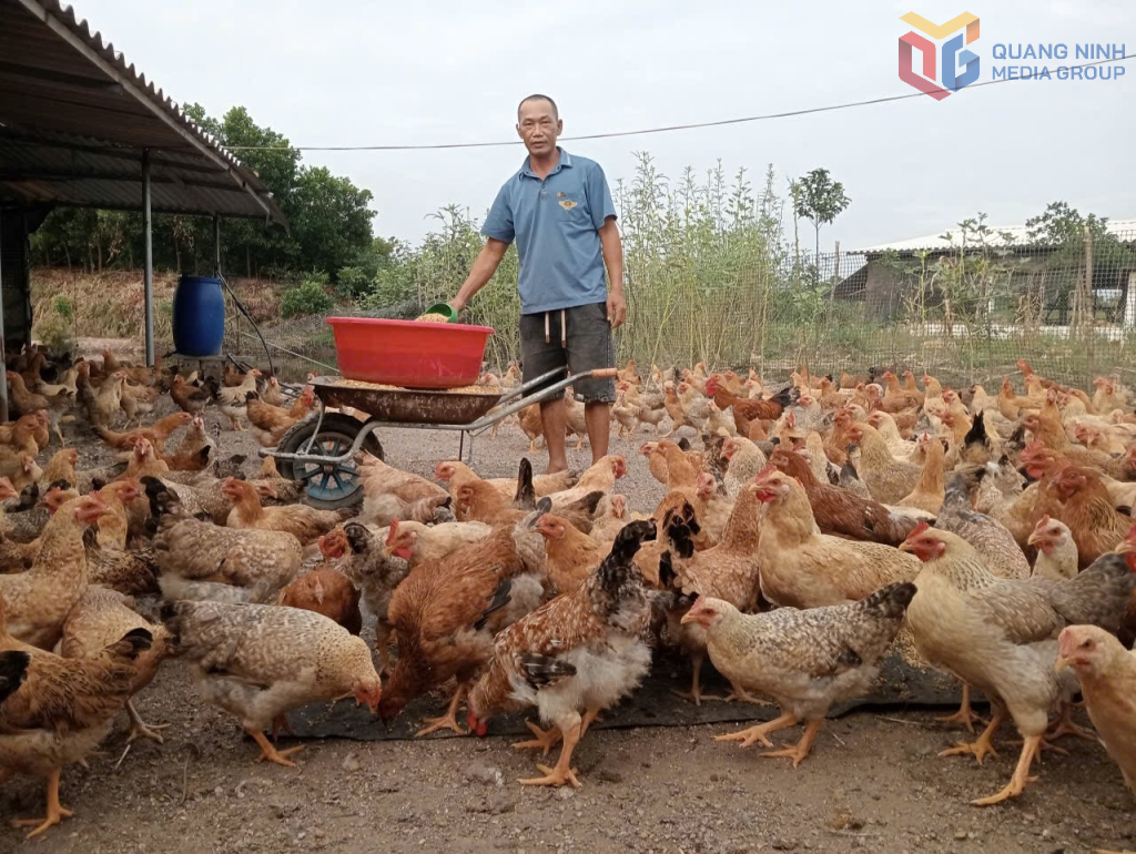 Người d&acirc;n x&atilde; Đ&ocirc;ng Ngũ l&agrave;m gi&agrave;u từ m&ocirc; h&igrave;nh nu&ocirc;i g&agrave; thương phẩm Ti&ecirc;n Y&ecirc;n.