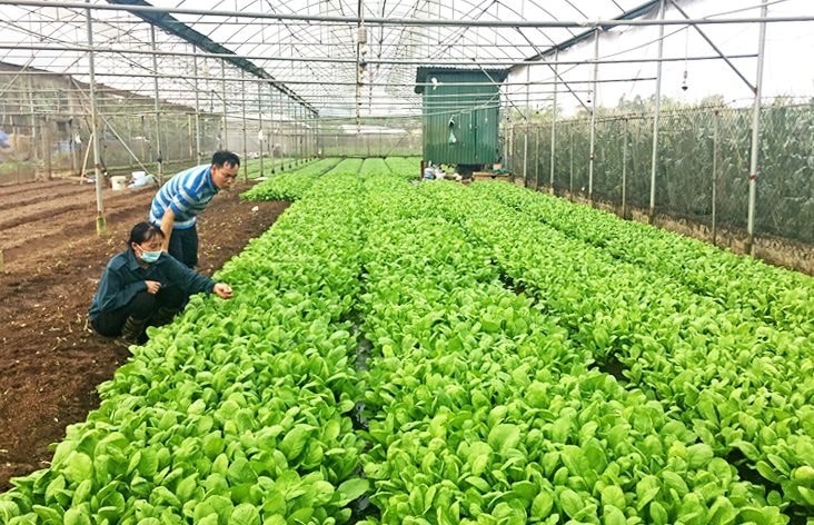 Hà Nội: Tăng cường kiểm soát an toàn thực phẩm, phát triển nông nghiệp bền vững