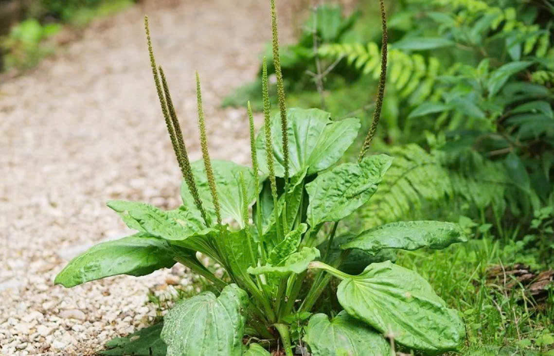 Loại cây mọc tua tủa trong vườn nhưng lại có nhiều giá trị dược liệu ít ai biết