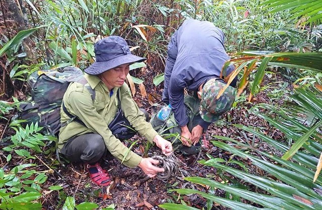 Lực lượng tuần tra, kiểm soát rừng phát hiện, thu giữ nhiều bẫy thứ rừng.