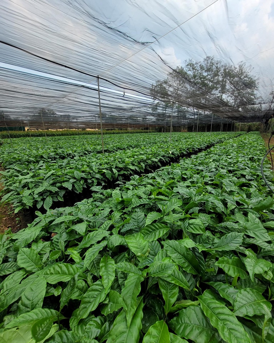 HAGL đầu tư 30 triệu cây giống cà phê, mở rộng 10.000ha vùng nguyên liệu tại Việt Nam và Lào