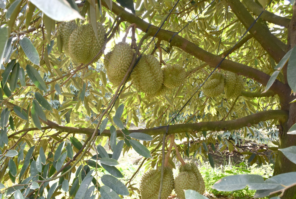 Ngành Nông nghiệp và Môi trường triển khai mô hình giám sát côn trùng thông minh trên cây ăn trái, xây dựng phần mềm quản lý và tiêu thụ sản phẩm sầu riêng