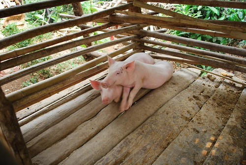 Cơ quan chức năng khuyến cáo người chăn nuôi không vứt xác lợn bệnh, chết ra môi trường (sông, rạch...). Cơ quan chức năng khuyến cáo người chăn nuôi không vứt xác lợn bệnh, chết ra môi trường (sông, rạch...).