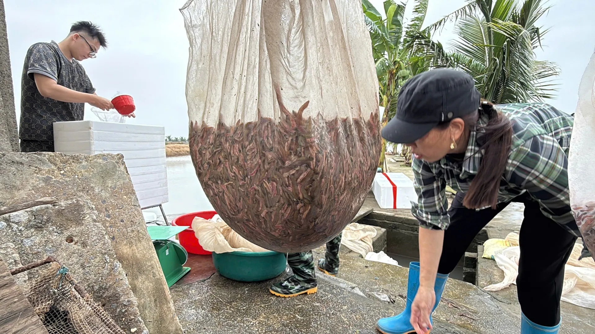 Người dân xã Vĩnh Thuận thu hoạch rươi. Người dân xã Vĩnh Thuận thu hoạch rươi.