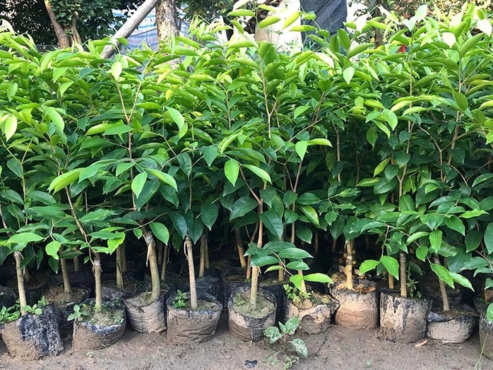 cây “Kỳ Hải Nam”