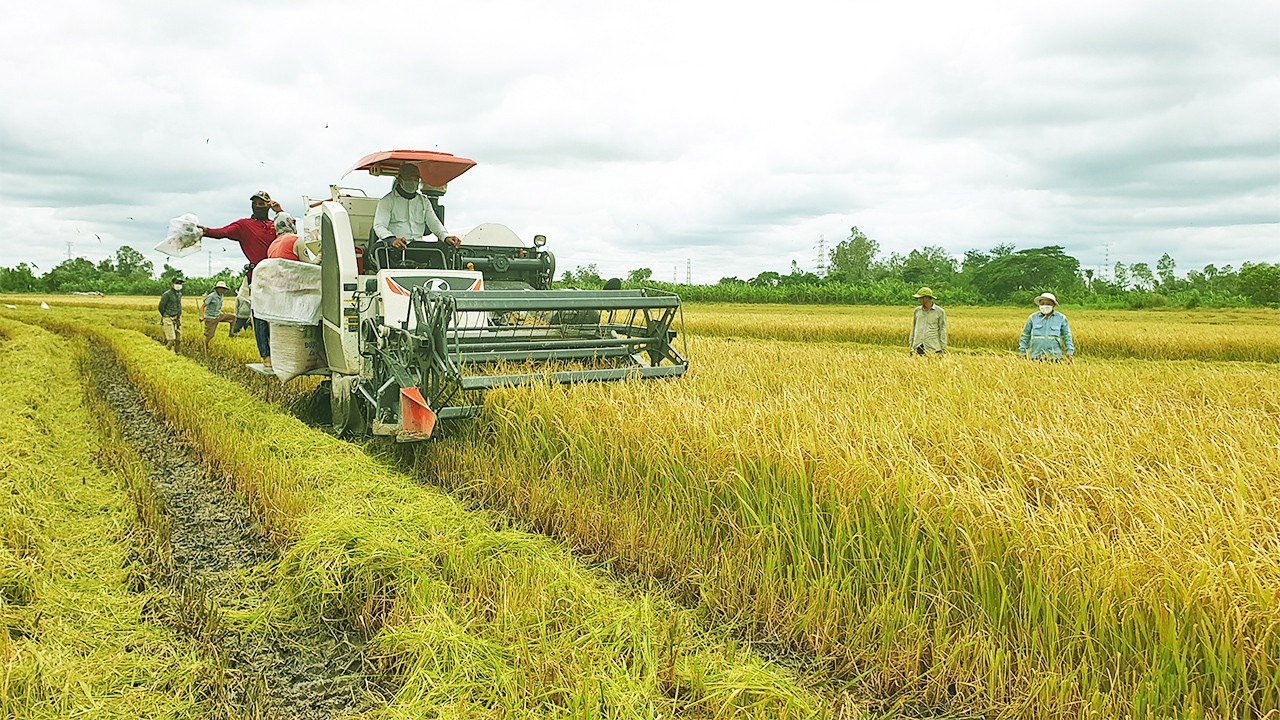 Gi&aacute; l&uacute;a gạo h&ocirc;m nay ng&agrave;y 10/11: Tiếp tục đi ngang. (Ảnh minh họa)