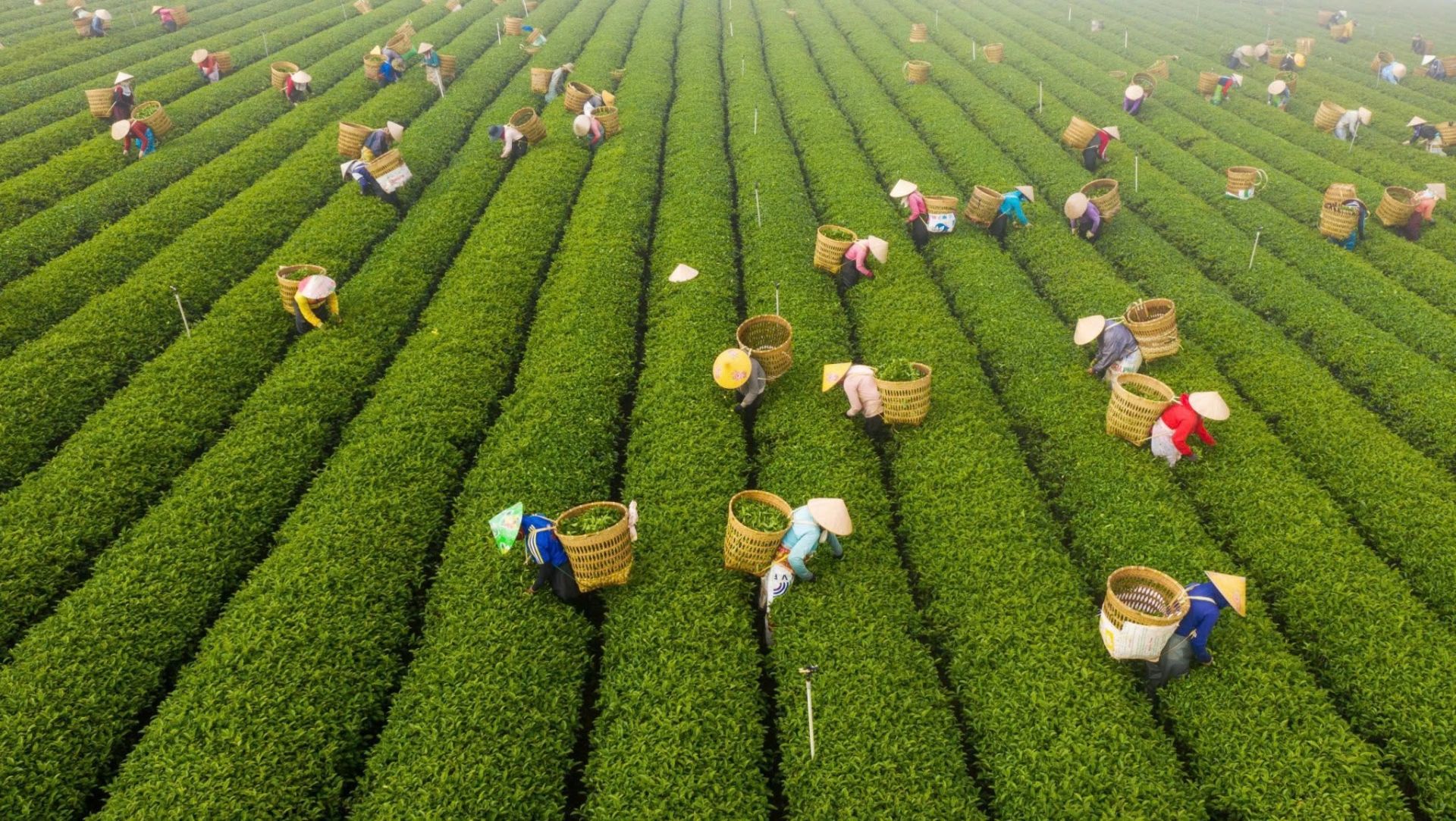 Lâm Đồng: Công bố chuỗi sự kiện Lễ hội Trà quốc tế 2025