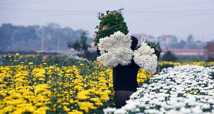 Cánh đồng hoa Tây Tựu trong buổi sớm.