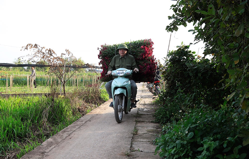 Xe chở hoa Tây Tựu tỏa đi khắp các tỉnh thành