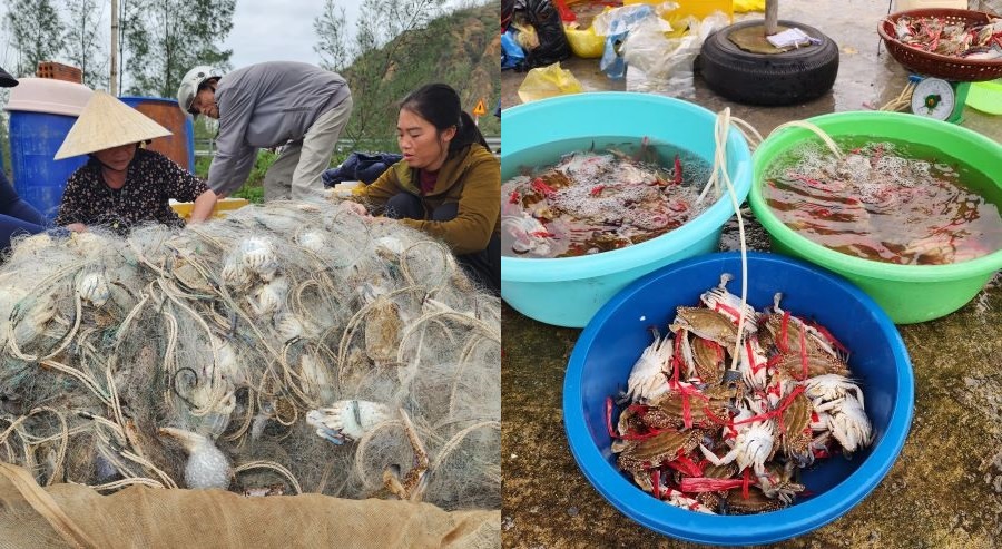 Ngư dân Hà Tĩnh trúng đậm ghẹ biển sau mưa bão. Ngư dân Hà Tĩnh trúng đậm ghẹ biển sau mưa bão.