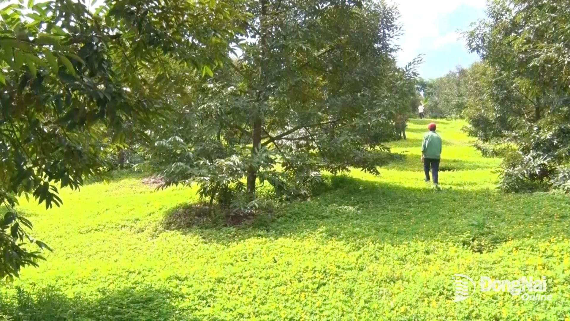 Đồng Nai quy định cụ thể cho phép xây dựng công trình trên đất nông nghiệp