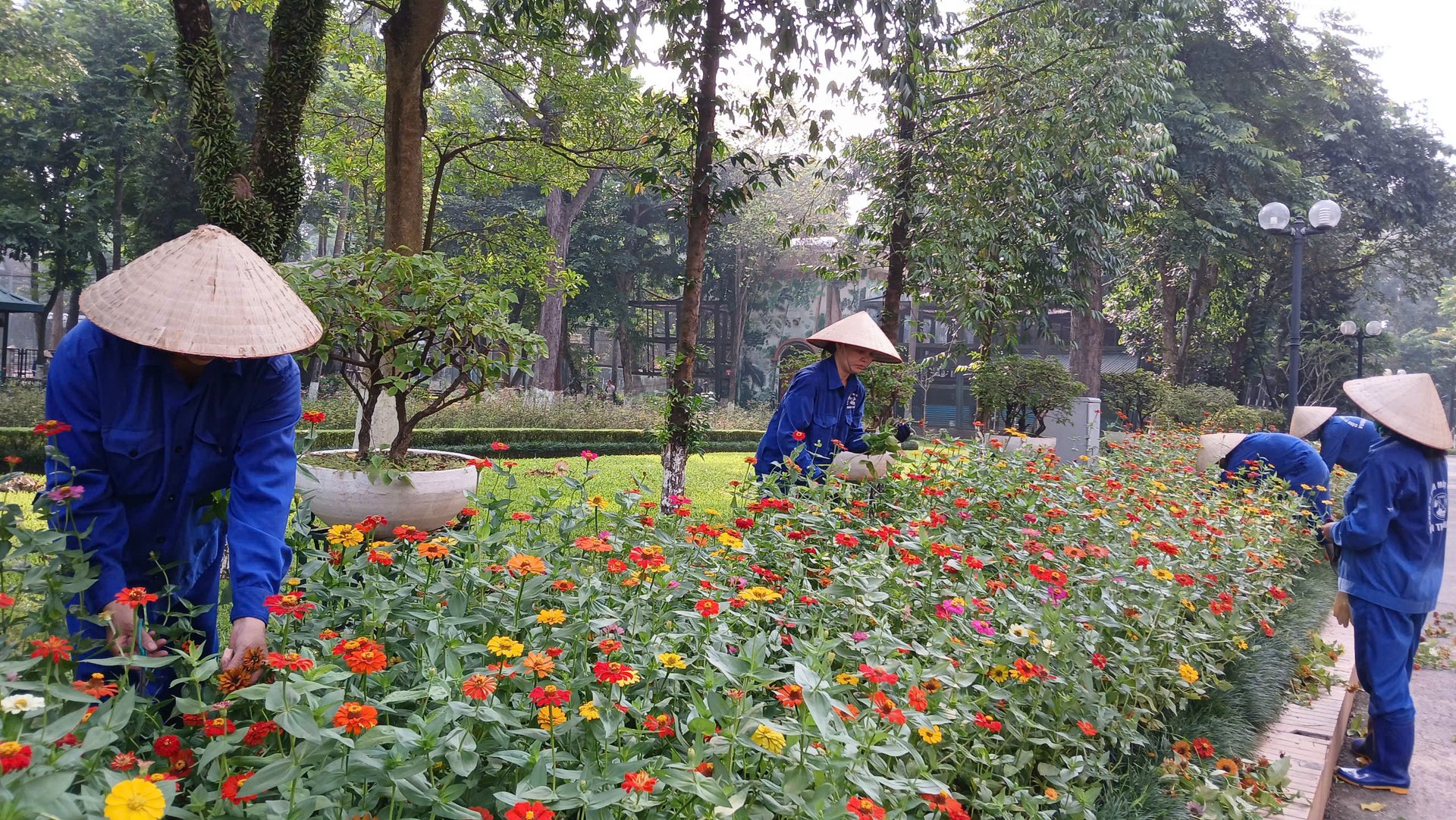 Công nhân môi trường chỉnh trang cây xanh, trên tuyến phố trung tâm Hà Nội.