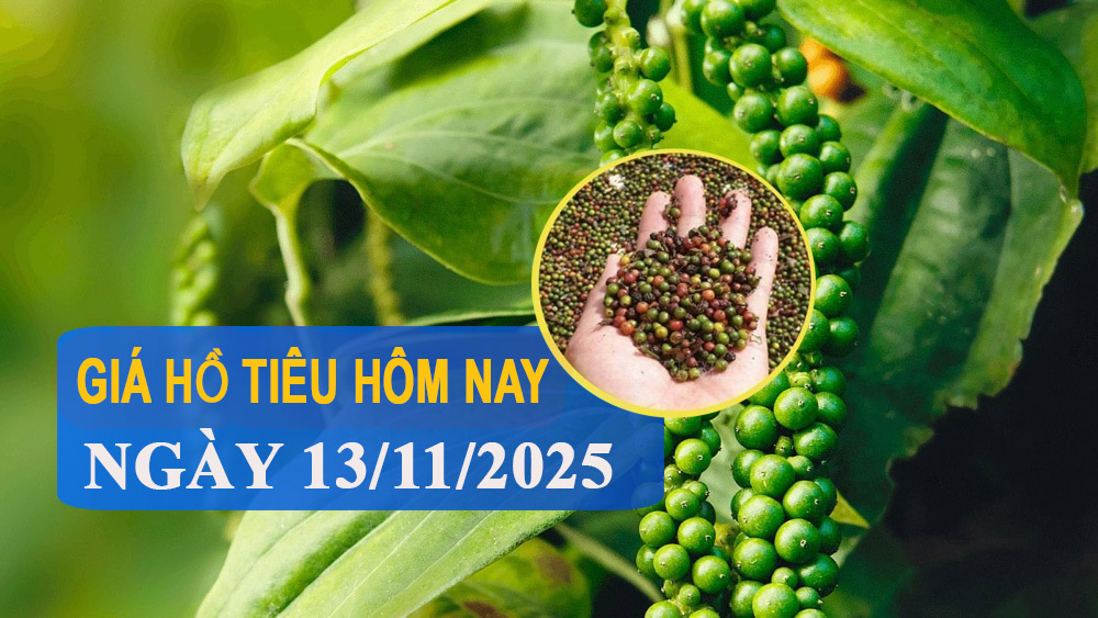 Giá tiêu hôm nay 13/11: Giảm nhẹ tại Đắk Lắk và Lâm Đồng