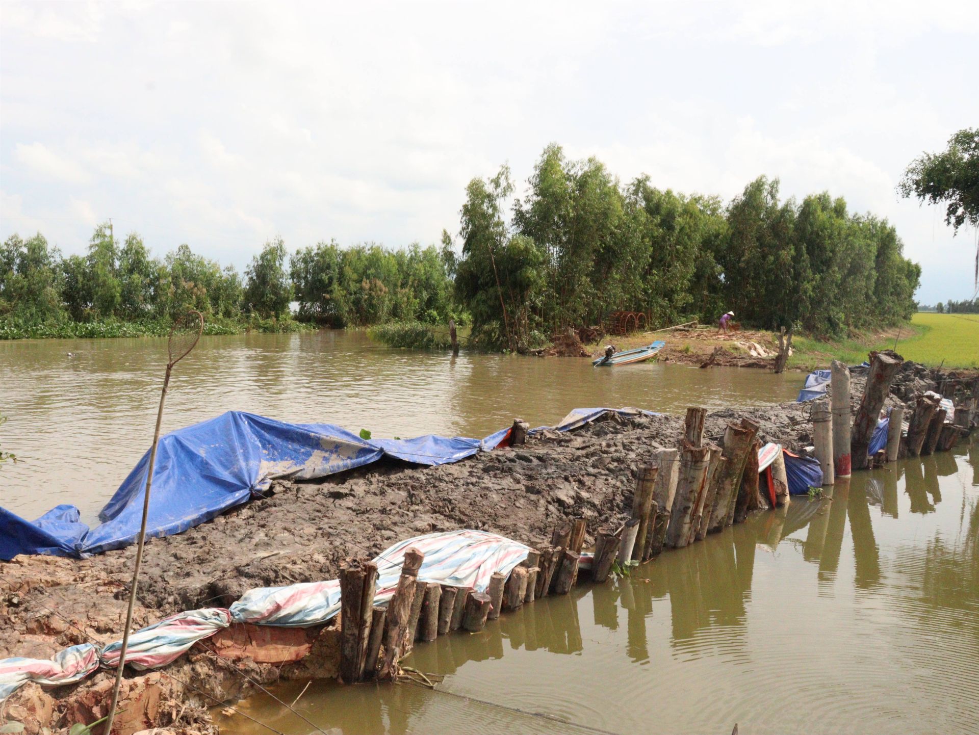 Tây Ninh tập trung triển khai các biện pháp chăm sóc cây trồng và khôi phục sản xuất sau mưa, lũ