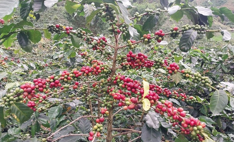 Cây đầu dòng giống cà-phê chè Catimor ở xã Quài Tở vừa được công nhận.