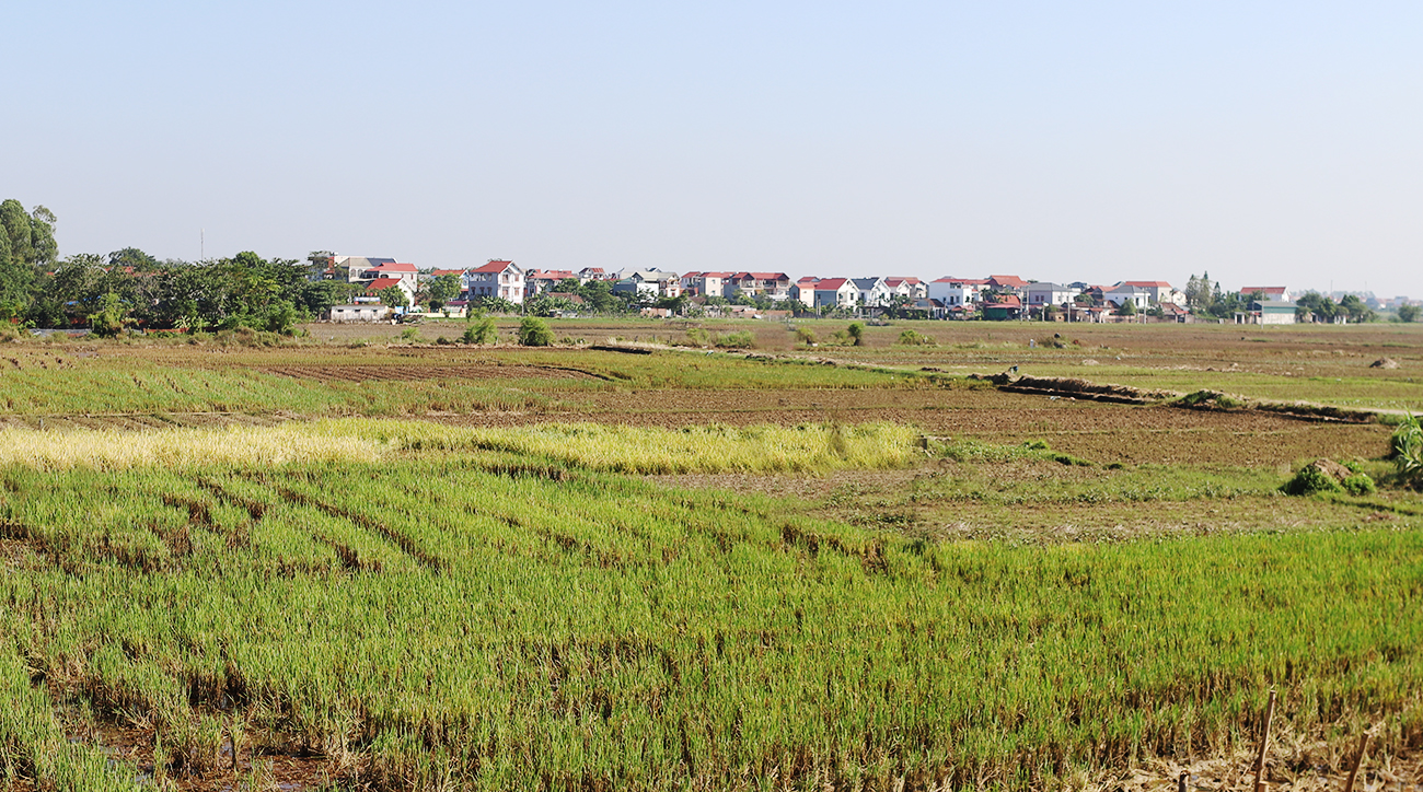 Bắc Ninh thực hiện chuyển đổi cơ cấu cây trồng, vật nuôi trên đất trồng lúa