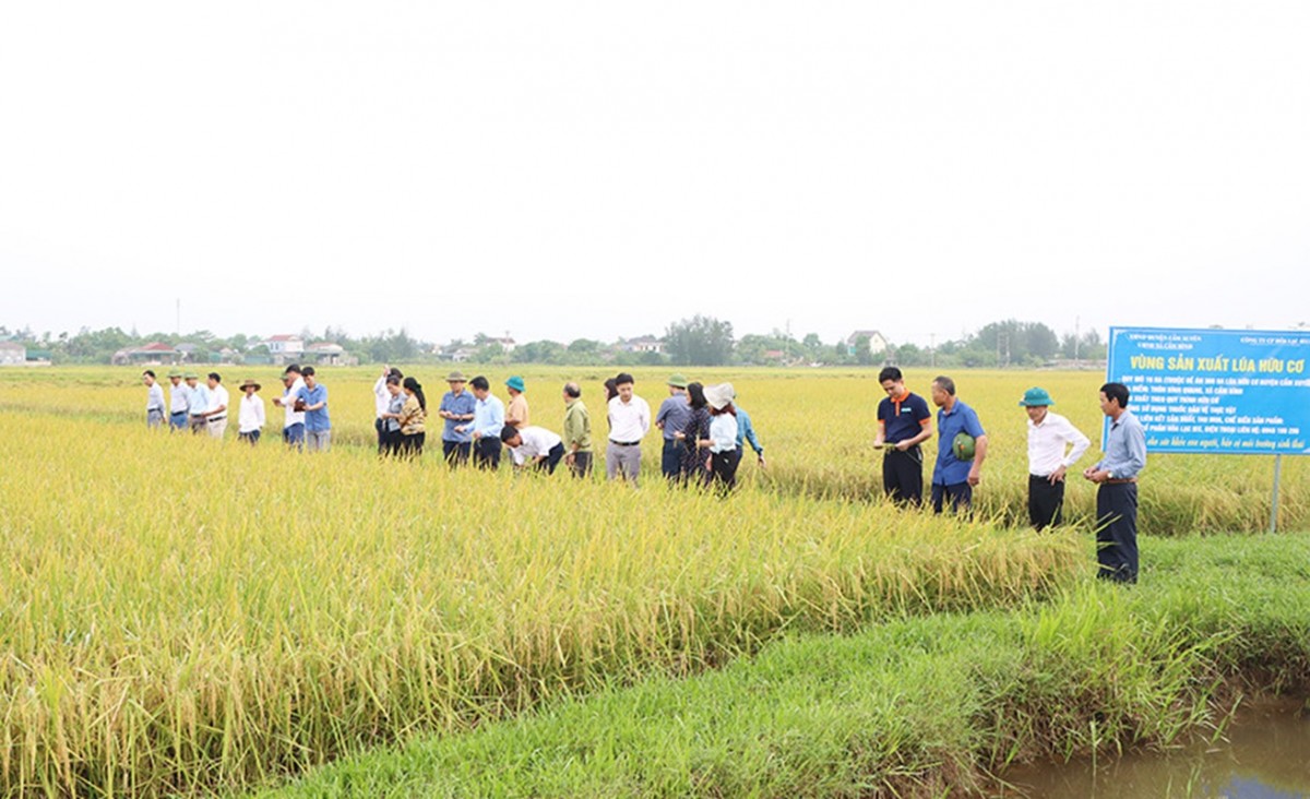 Ngành nông nghiệp triển khai Đề án sản xuất giảm phát thải lĩnh vực trồng trọt 