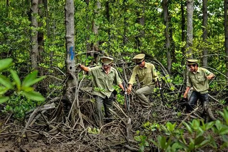Lâm nghiệp: Phát triển thị trường tín chỉ carbon từ định danh lô rừng