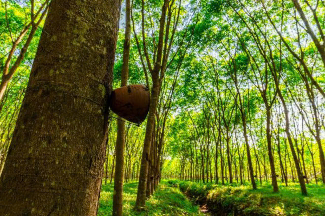 Giá cao su hôm nay 17/11: Đồng loạt tăng trên sàn Tocom và SGX, SHFE giảm nhẹ nhiều kỳ hạn