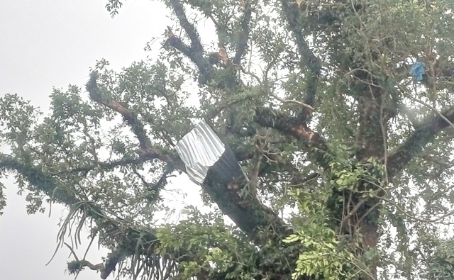 Lốc xoáy thổi tôn bay tứ tung, bay lên mắc cả trên cây cổ thụ.