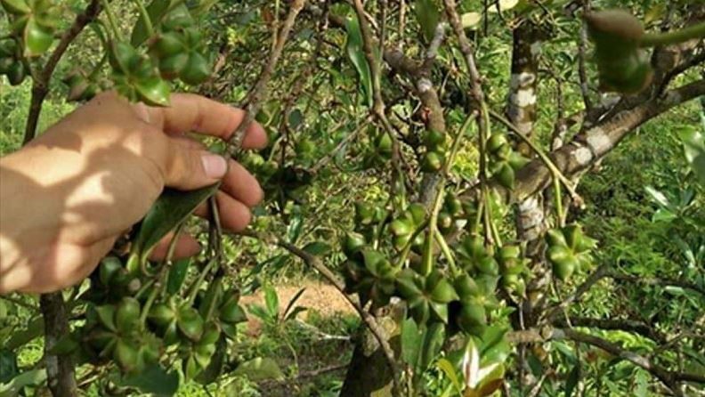 Sản vật hiếm nhưng một tỉnh trồng hơn 43.000 ha, thu 47 triệu USD