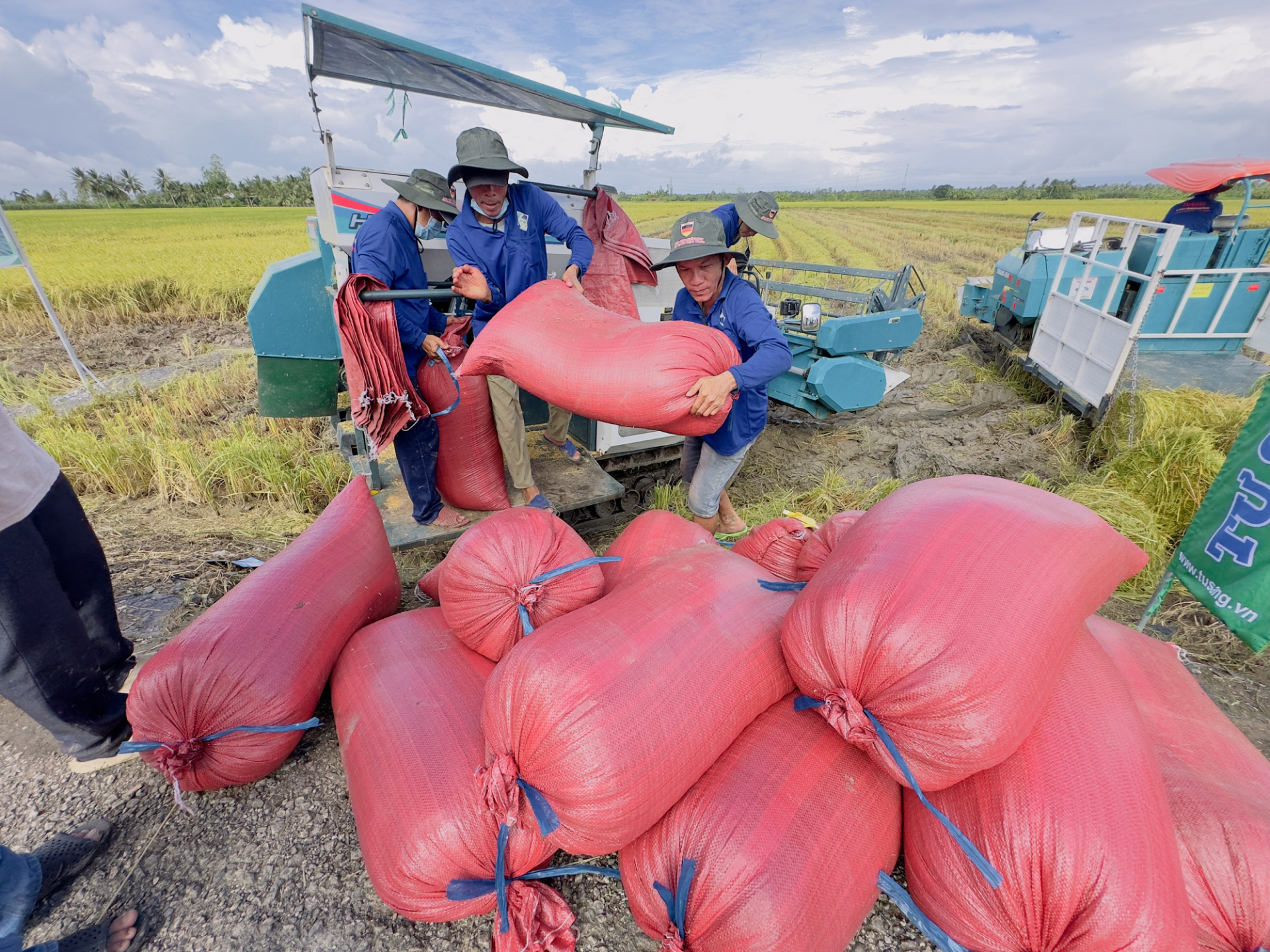 Giá lúa gạo hôm nay 17/11: Thị trường đi ngang. (Ảnh minh họa)