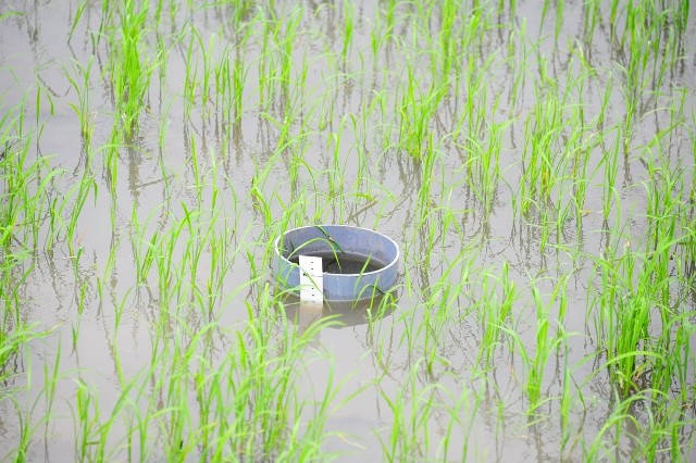 Mô hình tưới AWD tại Quảng Trị giúp tăng nâng năng suất, hướng tới nông nghiệp bền vững.