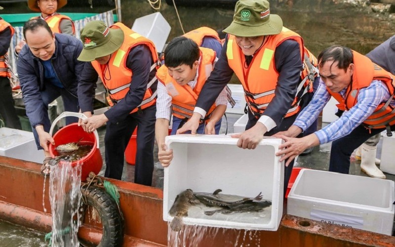 Thả cá giống xuống sông Hồng để tái tạo nguồn lợi thủy sản ở Vườn quốc gia Xuân Thủy, tỉnh Ninh Bình