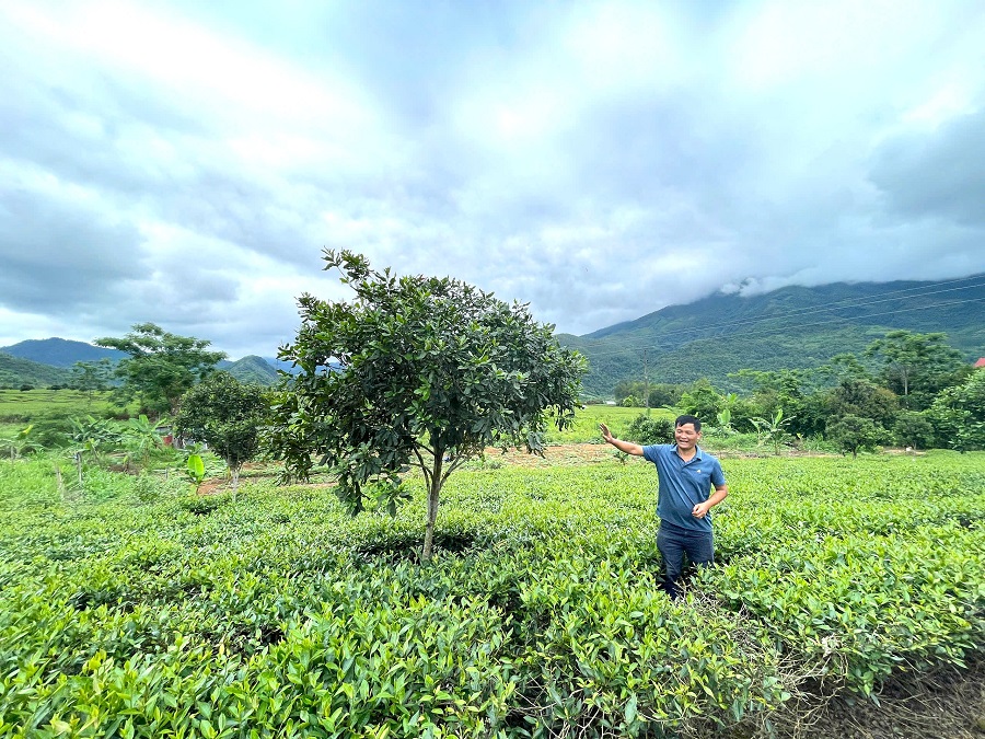 Nông trường Liên Sơn Nông trường Liên Sơn