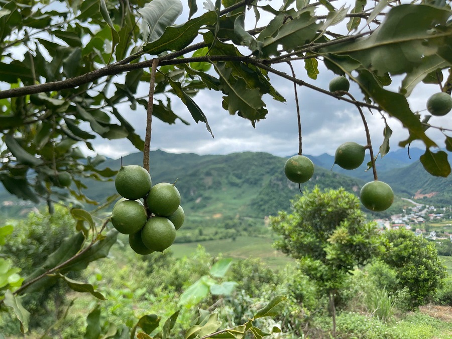 Khi nói về macca, người ta thường nghĩ ngay đến Tây Nguyên. Tây Bắc, mà cụ thể là Yên Bái, không phải là vùng trồng truyền thống Khi nói về macca, người ta thường nghĩ ngay đến Tây Nguyên. Tây Bắc, mà cụ thể là Yên Bái, không phải là vùng trồng truyền thống