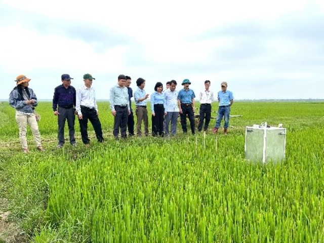 Lúa Quảng Trị nâng cao năng suất nhờ công nghệ tưới ngập khô xen kẽ