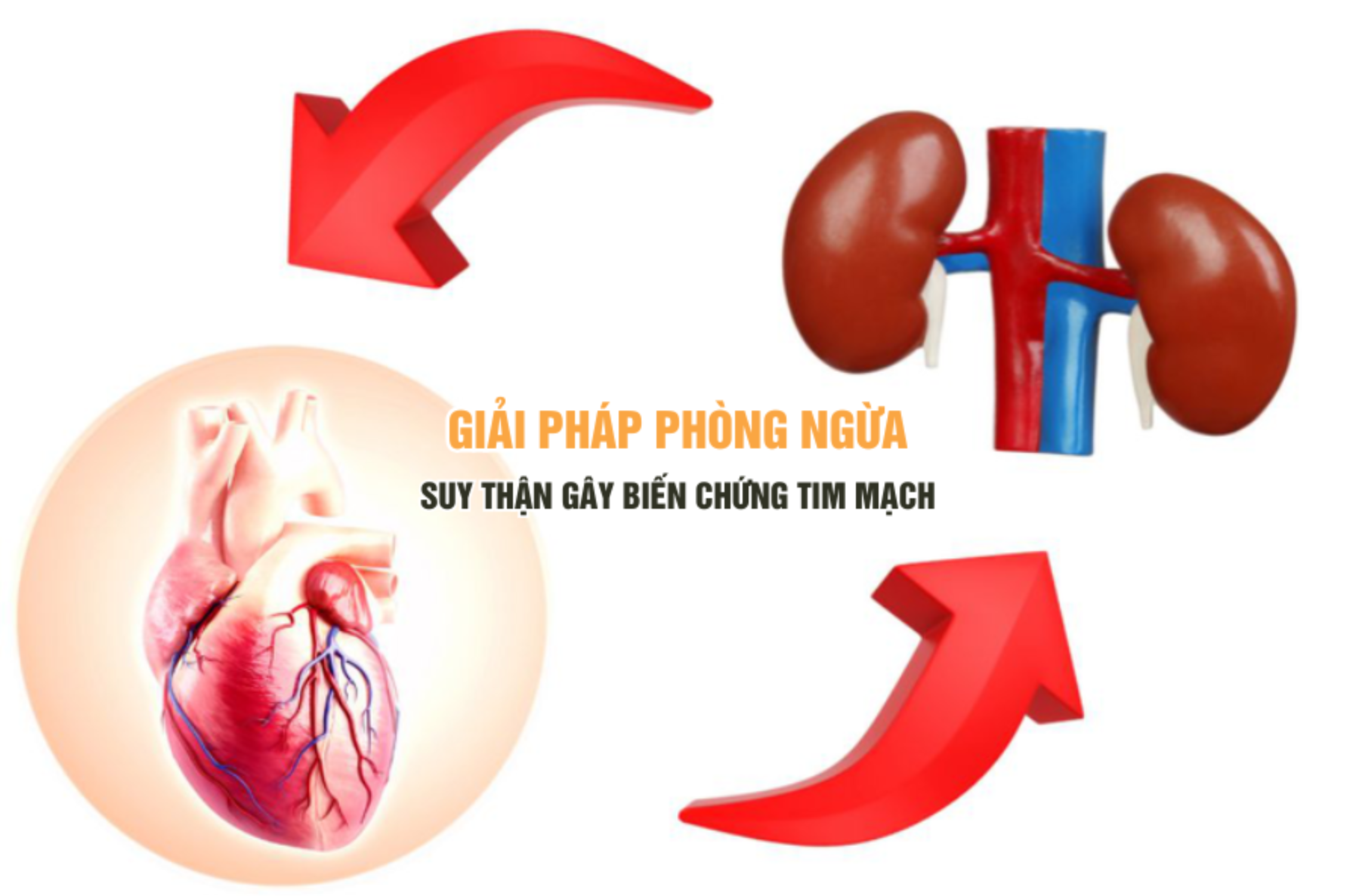 Giải pháp phòng ngừa suy thận gây biến chứng tim mạch