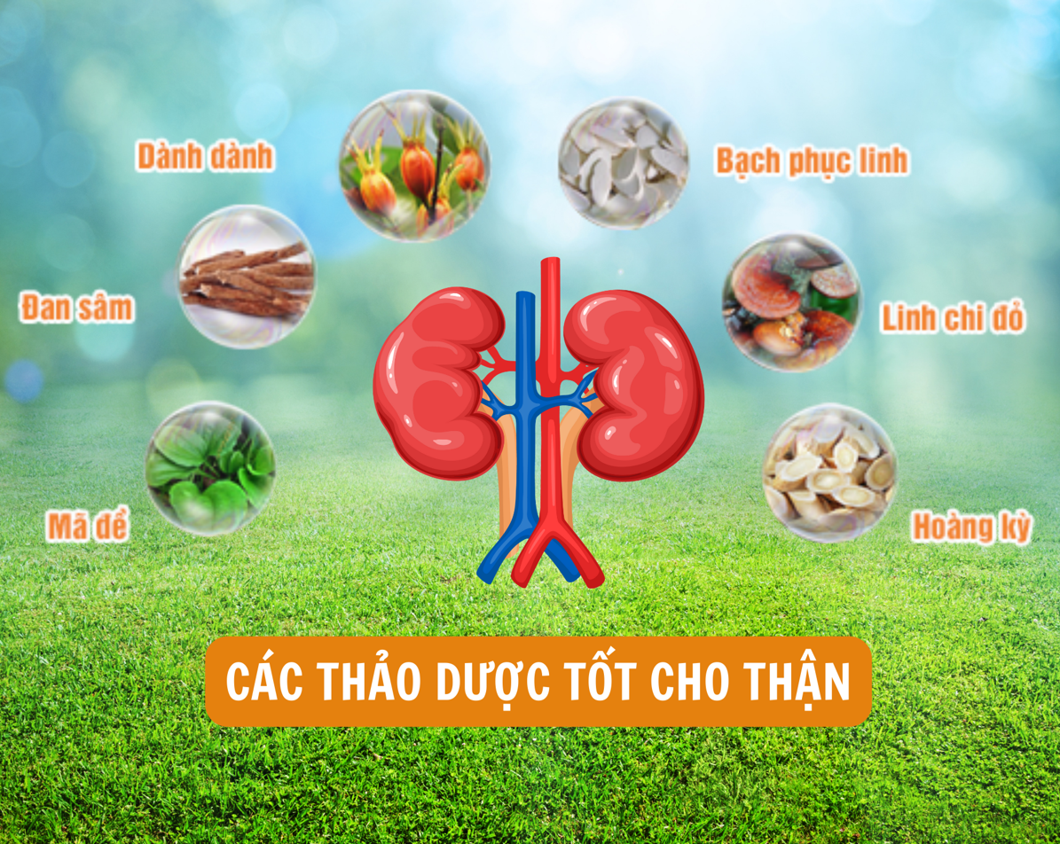 Các thảo dược được chứng minh tốt cho thận