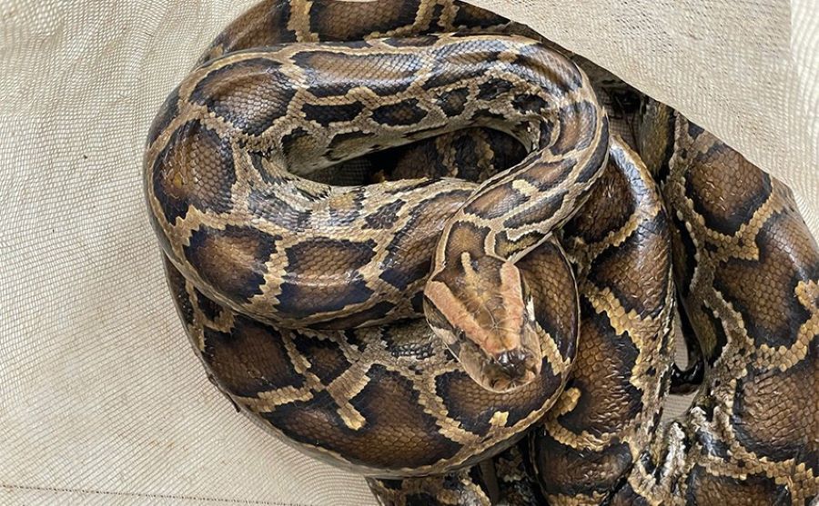 Trăn đất nặng 6,2kg được &ocirc;ng Nguyễn Văn Hải giao nộp cho lực lượng chức năng.