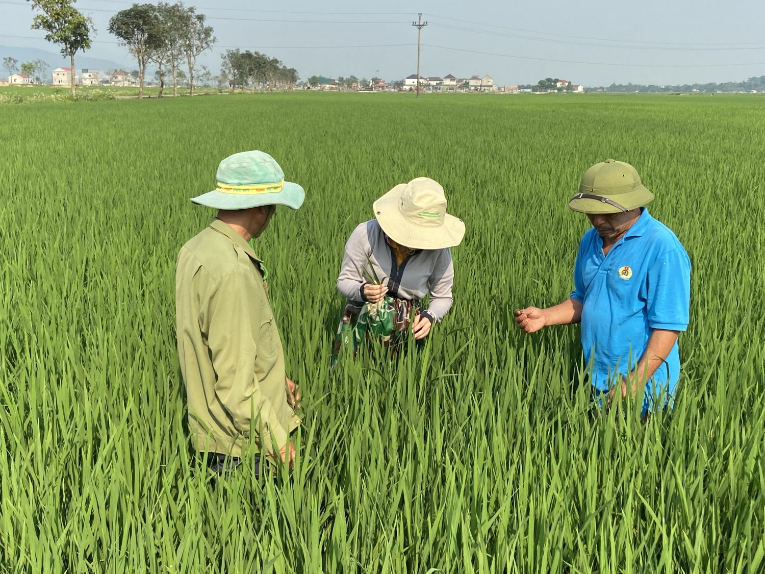 Dịch hại vụ thu đông đe dọa năng suất, ĐBSCL triển khai biện pháp khẩn cấp