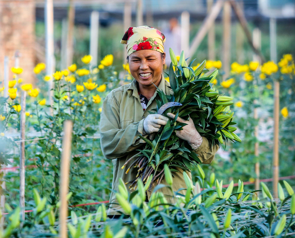 Làng hoa Tây Tựu rộn ràng vào vụ đẹp nhất trước ngày 20/11