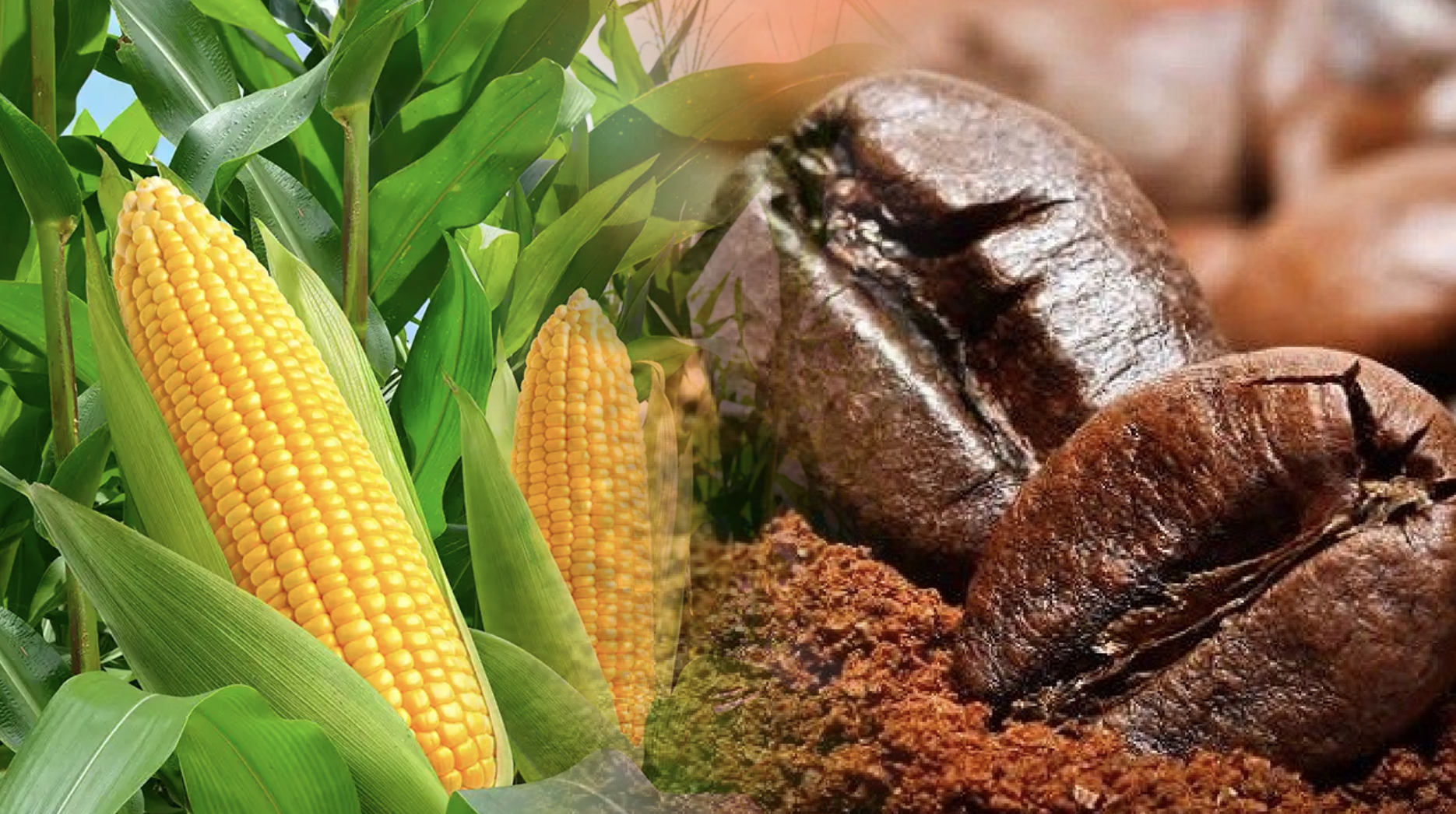 Lực mua quay lại giành ưu thế, giá cà phê vẫn ‘nóng’