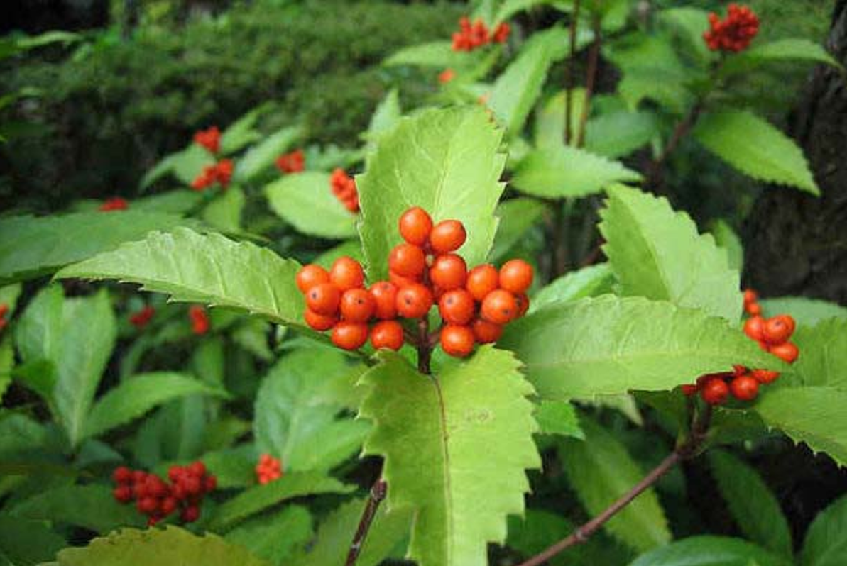 Sói rừng giúp tăng cường miễn dịch, giảm viêm trong bệnh vảy nến