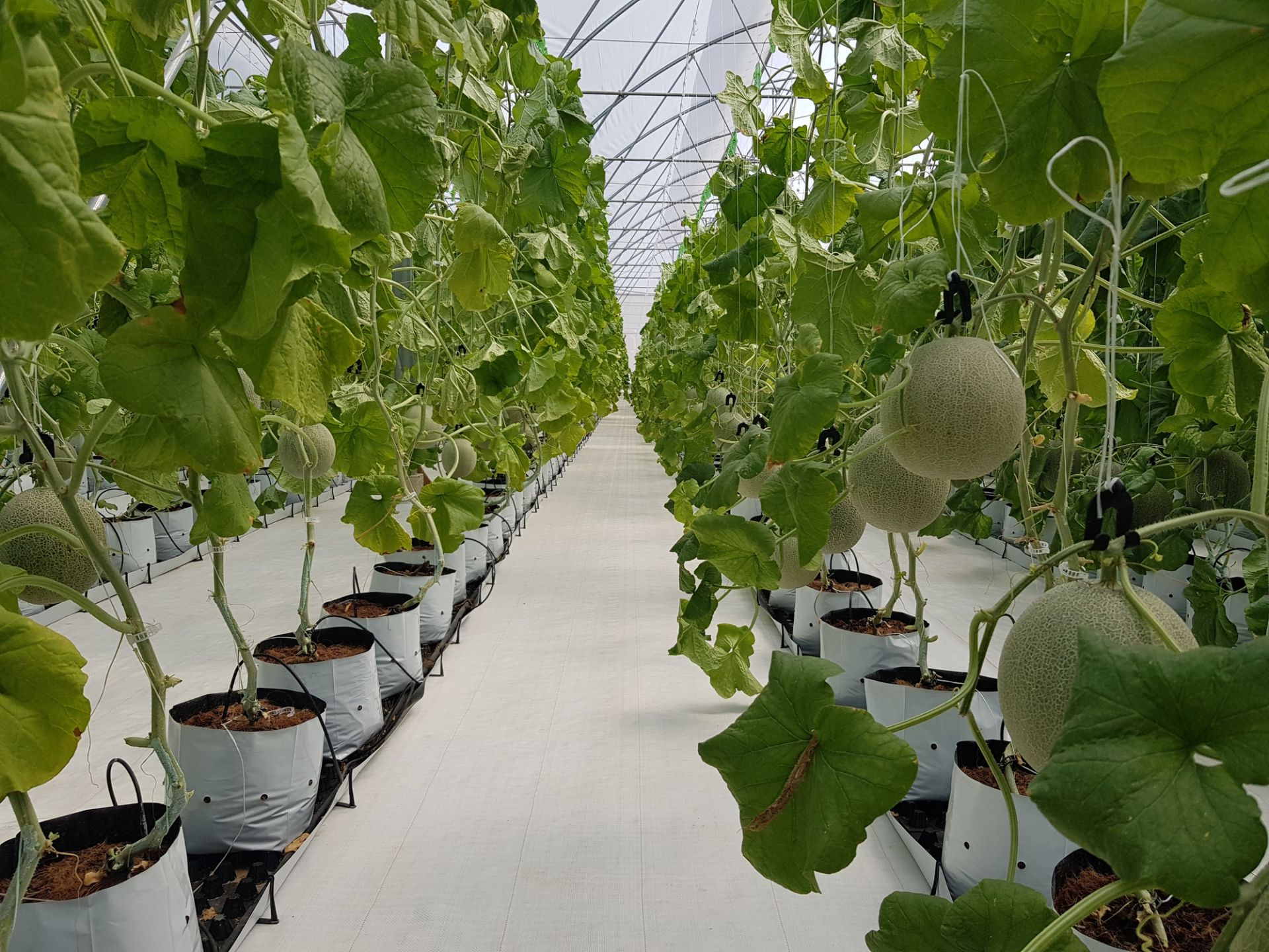 Mô hình trồng dưa lưới mang lại hiệu quả kinh tế cho nhà sản xuất.