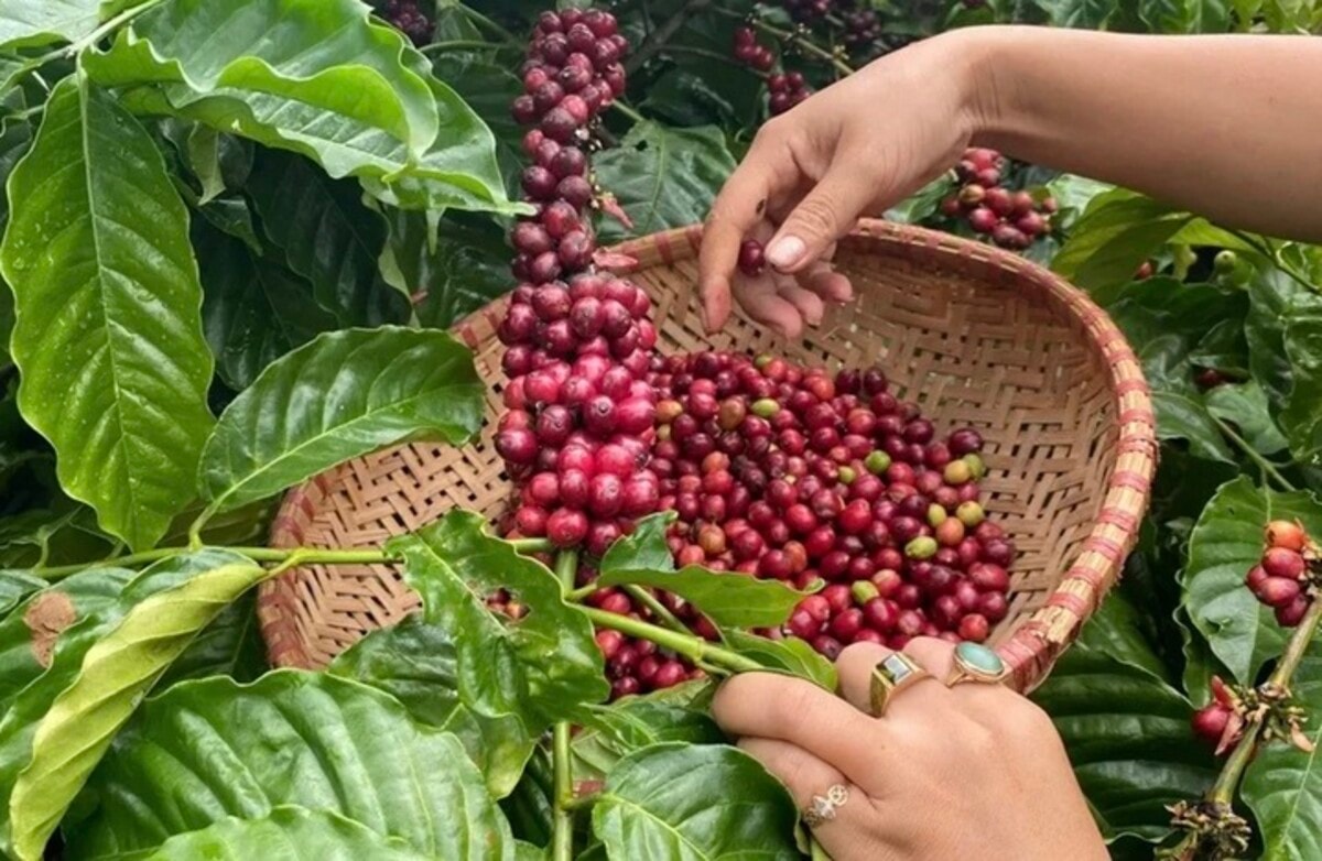 Giá tiêu hôm nay 20/11: Dao động từ 144.500 - 146.000 đồng/kg. (Ảnh minh họa)