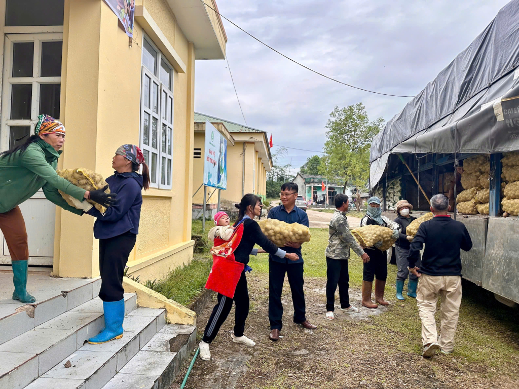 Quảng Ninh: Xã Quảng Đức hỗ trợ nhân dân 15 tấn giống khoai tây Atlantic trồng vụ đông