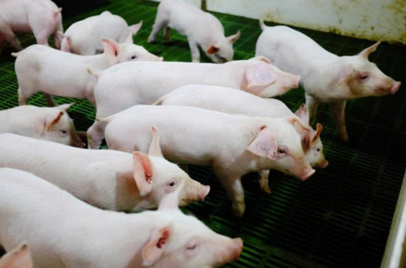 Ảnh minh họa. Ảnh minh họa.