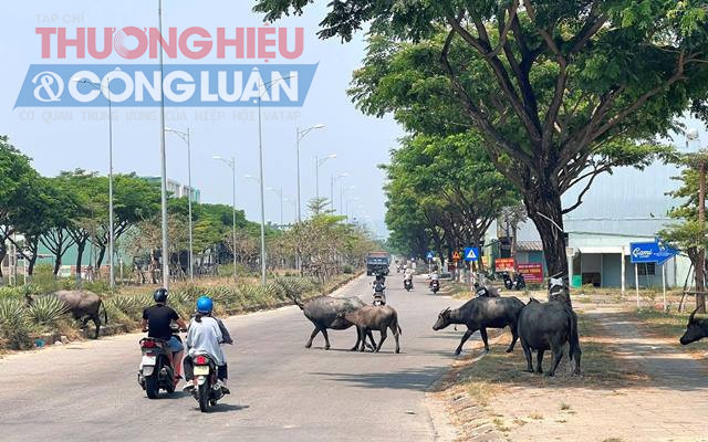 Nguy hiểm nhất cho người tham gia giao thông là đàn trâu thả rong.