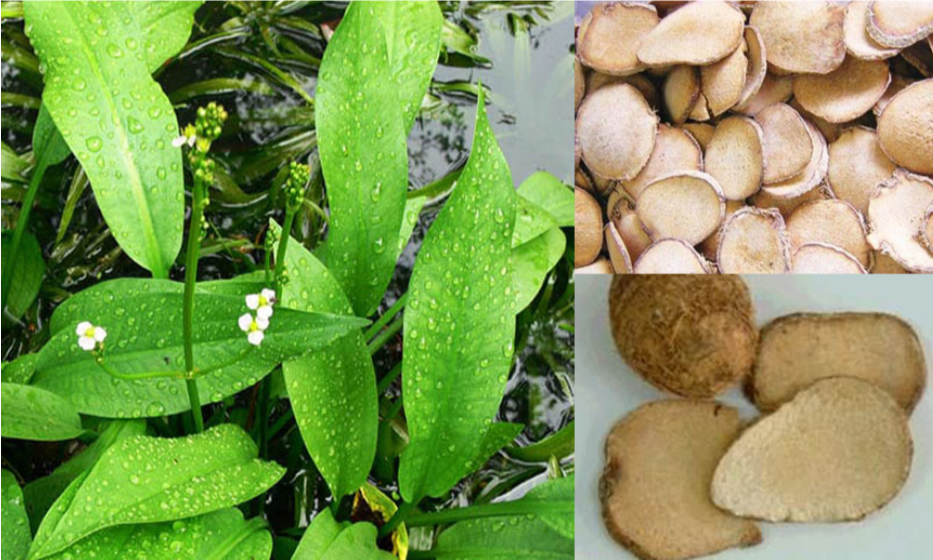 Viên uống thảo dược có thành phần chính từ trạch tả giúp cải thiện bệnh gút an toàn hiệu quả